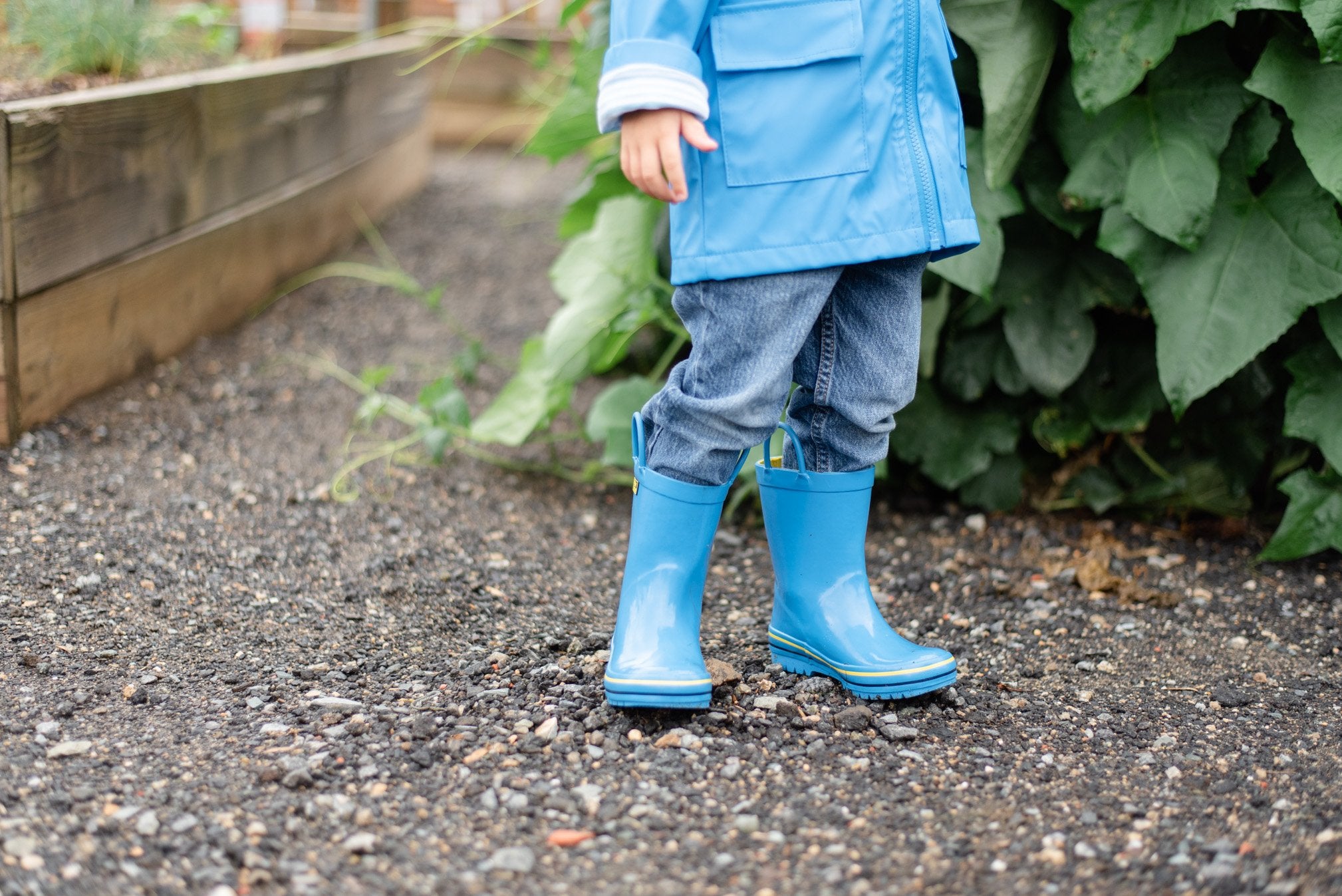 Solid Blue Rain Boot Pluie Pluie Boys Solid Blue Rain Boot